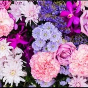 Meet your Posher, Molly